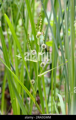 (Sparganium erectum) cresce nel mezzo delle canne di Typha Latifolia nel lago sotto il sole estivo Foto Stock