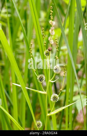 (Sparganium erectum) cresce nel mezzo delle canne di Typha Latifolia nel lago sotto il sole estivo Foto Stock