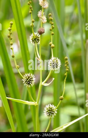 (Sparganium erectum) cresce nel mezzo delle canne di Typha Latifolia nel lago sotto il sole estivo Foto Stock