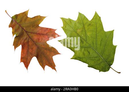 Oak tree foglie con colori autunnali, isolati su sfondo bianco Foto Stock