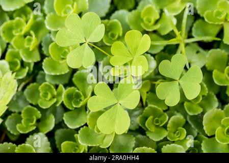 Foglie di trifoglio in medio di succulenti stonecrop verde Foto Stock