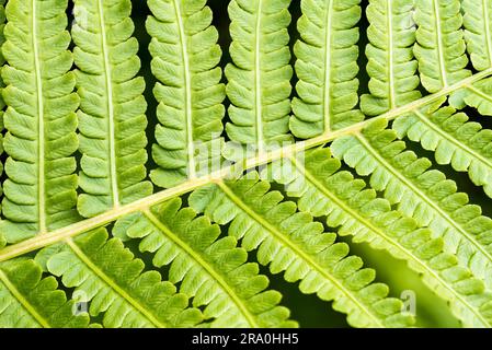 Foto macro di un verde foglia di felce che mostra alcune spore Foto Stock