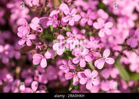 Bel rosa (Saponaria ocymoides) sotto un caldo sole primaverile Foto Stock