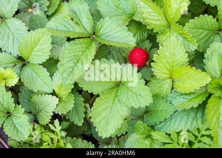 Un Duchesnea indica (simulazione di fragola) vicino ad alcuni a forma di cuore di foglie di trifoglio Foto Stock