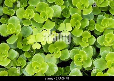 Foglie di trifoglio in medio di succulenti stonecrop verde Foto Stock
