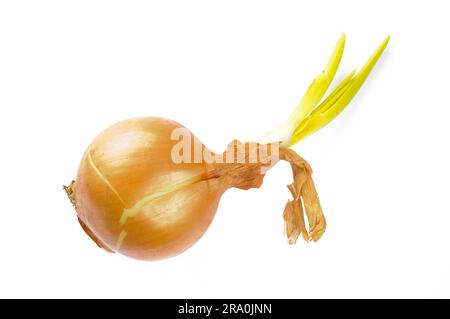 Una cipolla gialla con germoglio verde Foto Stock