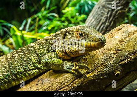 Dracaena guianensis, ricoperta di grandi squame ossee, la pelle di una lucertola Caiman assomiglia a quella di un Caiman, una specie di coccodrillo che si trova anche in Foto Stock