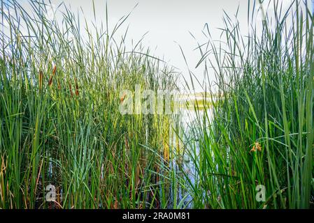 Reeds vicino al fiume in estate Foto Stock