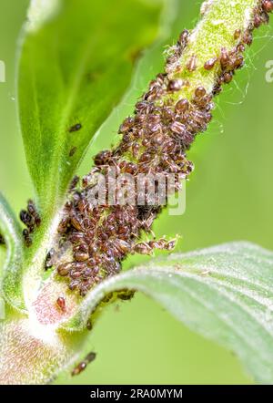 Le formiche sono afidi di allevamento su una pianta verde Foto Stock