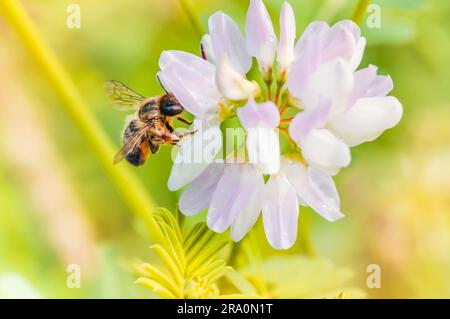 Un wild wet bee pollinici su una rosa di fiori di trifoglio Foto Stock