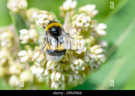 Un wild wet bee pollinici su una rosa di fiori di trifoglio, le ali di dettaglio Foto Stock