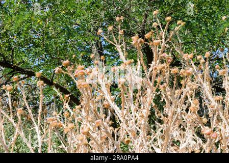 Secco, chiamato anche cardo di lancia (Cirsium vulgare), cardo di toro, o cardo comune, che cresce sulla collina vicino al lago. Kiev, Ucraina Foto Stock