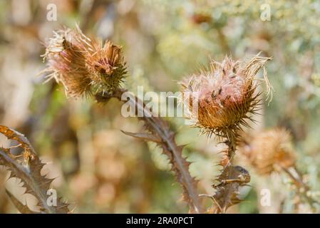 Macro di cardo secco, chiamato anche cardo di lancia (Cirsium vulgare), cardo toro, o cardo comune, che cresce sulla collina vicino al lago. Kiev, Ucraina Foto Stock