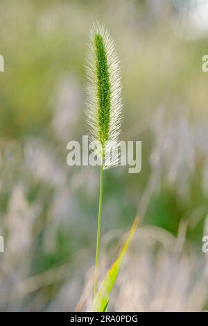 (Setaria) viridis, nota anche come coda di volpe o erba setosa, che cresce nel prato Foto Stock