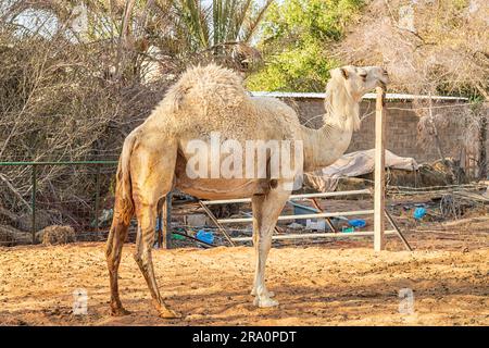 Cammelli a Muzahmiyah Foto Stock