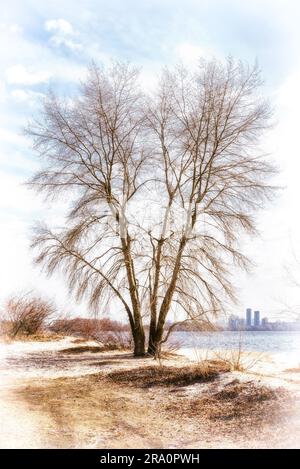 Vista di un pioppo bianco vicino al fiume Dnieper in inverno Foto Stock