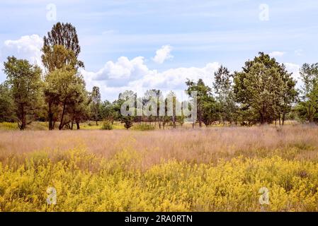 Fiori gialli, noti anche come paglie da donna (Galium verum) o paglie gialle, nel prato ai margini della foresta, alla fine della primavera in Foto Stock