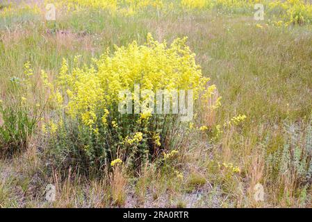 Fiori gialli, noti anche come paglie da donna (Galium verum) o paglie gialle, nel prato ai margini della foresta, alla fine della primavera in Foto Stock