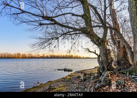 Vista di un salice vicino al fiume Dnieper a Kiev durante un freddo e chiaro pomeriggio invernale Foto Stock