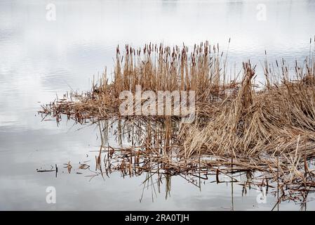 Fiori secchi, chiamati anche cattail (Typha Latifolia), nella neve vicino al ghiacciato fiume Dnieper coperto dalla neve in inverno, a Kiev, Ucraina Foto Stock