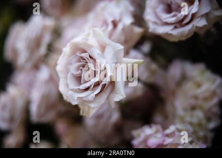 Bellissime composizioni di fiori arrossati per matrimoni con rose, candele e fiato del bambino in un lussureggiante evento con giardino botanico con scale e arco. Foto Stock