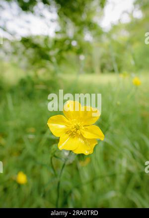 Giallo Ranunculus repens, chiamato anche Buttercup, nel prato, sotto il caldo sole estivo Foto Stock