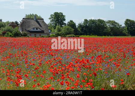 Campo di fiori di papavero (Papaver rhoeas), casa di paglia, Niehagen, Ahrenshoop, Fischland-Darss-Zingst, Meclemburgo-Pomerania occidentale, Germania Foto Stock