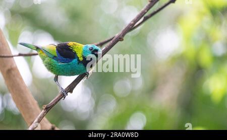 Seira-core, uccello della foresta atlantica Foto Stock