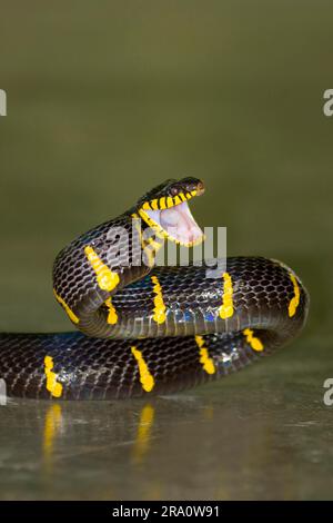 Serpente gatto con anelli d'oro (Boiga dendrophila) Foto Stock