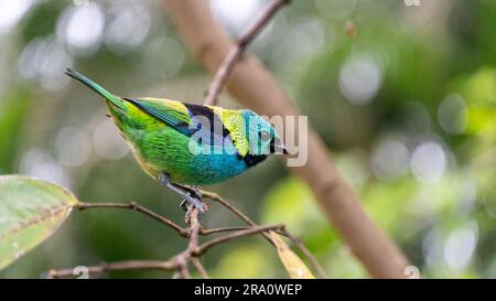 Seira-core, uccello della foresta atlantica Foto Stock