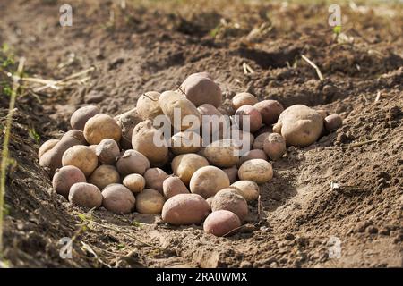 Pila di patate multicolore appena raccolte in un campo a conduzione familiare Foto Stock