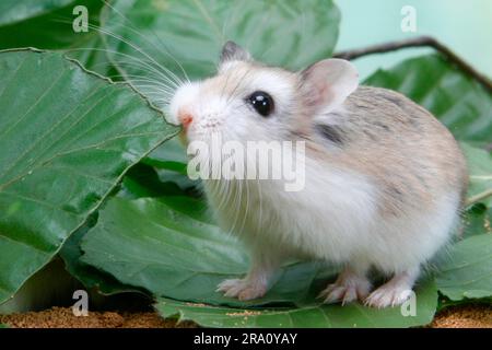Criceto nano Roborovski (Phodopus roborovskii) Foto Stock