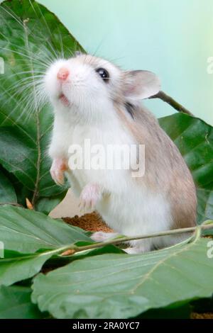 Criceto nano Roborovski (Phodopus roborovskii) Foto Stock