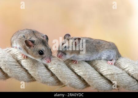 Criceto nano cinese su rugiada (Cricetulus griseus), criceto cinese a strisce (Cricetulus barabensis), criceto nano cinese a strisce Foto Stock