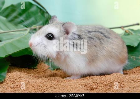 Criceto nano Roborovski (Phodopus roborovskii) Foto Stock