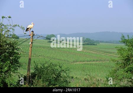 Cicogna bianca (Ciconia ciconia) su palo telefonico, Alsazia, linea aerea, Francia Foto Stock