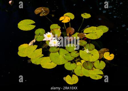 Giglio d'acqua bianca in fiore in uno stagno d'acqua scuro nel tardo pomeriggio Foto Stock