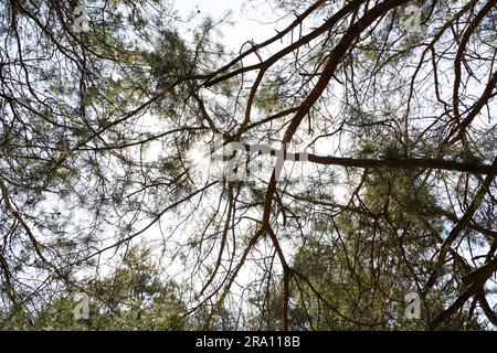 Vista dal basso dei rami di conifere nell'aria in una giornata di sole in primavera Foto Stock