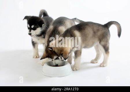 Alaskan Malamutes, cuccioli, 8 settimane, ciotola per cibo Foto Stock