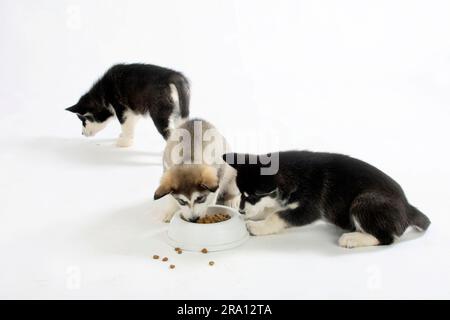 Alaskan Malamutes, cuccioli, 8 settimane, ciotola per cibo Foto Stock