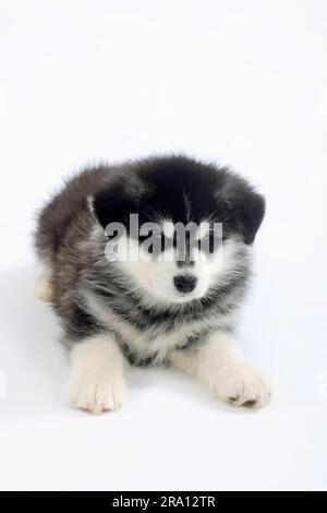 Alaskan Malamute, cucciolo, 8 settimane Foto Stock