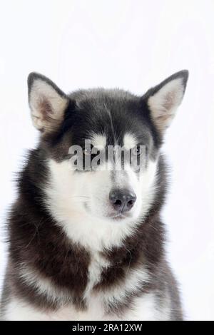 Alaskan Malamute Foto Stock