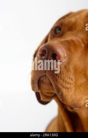 Magyar Vizsla, cane ungherese puntato shorthaired Foto Stock