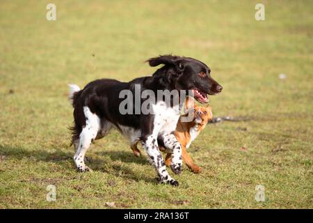 Piccolo Munsterlander e cane di razza mista, piccolo Munsterlander Foto Stock