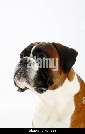 Boxer tedesco, maschio, 4 anni Foto Stock