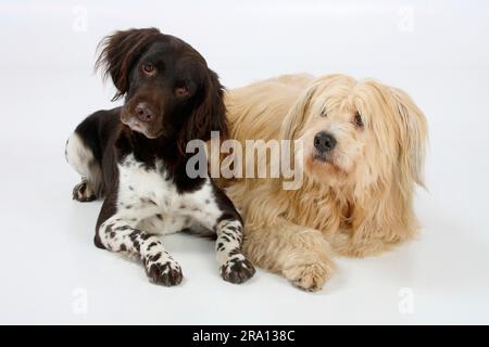 Piccolo Munsterlander e cane di razza mista, piccolo Munsterlander Foto Stock