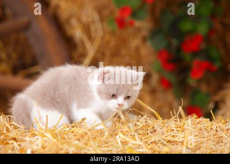 Gatto britannico shorthair, gattino, 10 settimane, bianco lilla Foto Stock