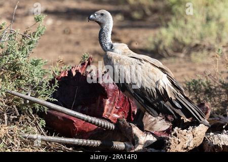 Avvoltoio a dorso bianco (Gyps africanus) sulla carcassa di un'antilope orice (Oryx), riserva nazionale di Samburu, Kenya Foto Stock