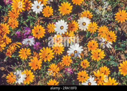 Margherite bianche e arancioni e vygie viola che crescono in primavera a Namaqualand nella provincia del Capo settentrionale in Sudafrica. Foto Stock