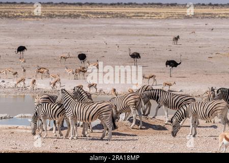 Telefoto di un branco di zebre delle pianure di Burchell - Equus quagga burchelli - in piedi a disagio e bevendo da una sorgente nel Parco Nazionale di Etosha, Namibia. Foto Stock